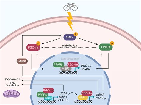 Cooperative Control Of Oxidative Metabolism By Pgc And Ppar