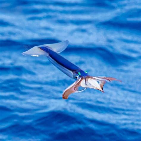 こんな光景見たことない！ 海洋自然写真家が激写した「空飛ぶイカの群れ」が話題に - ライブドアニュース