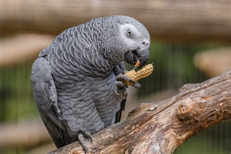 8鸚鵡狂噴遊客髒話 動物園派92隻感化 結果驚人 萌寵 網推