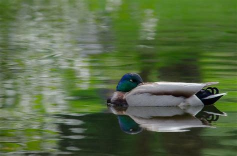 Free Images Nature Wing Pond Reflection Beak Fauna Close Up