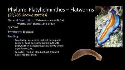 Phylum Porifera Sponges 8761 Known Species Ppt Download