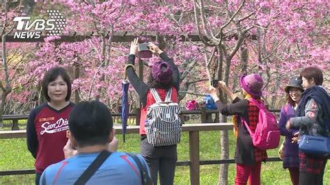 「櫻」浪太強！網友票選全台10大賞櫻景點│櫻花│台灣│武陵│tvbs新聞網