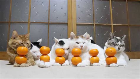 のせ猫 X 12個のみかん Cat And Orange 2014 8 Youtube