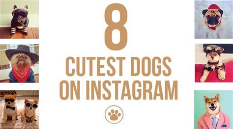 The Sorority Secrets: 8 Cutest Dogs on Instagram