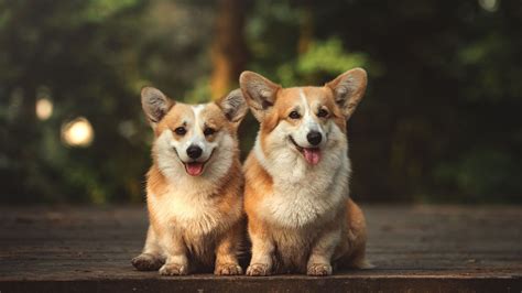 Corgi Puppies Wallpaper Hd