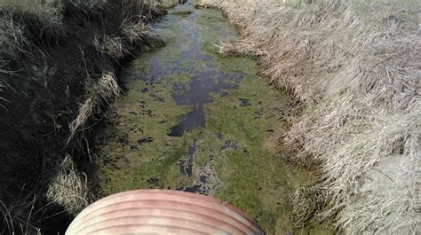 Algal Bloom - Monitoring, Reporting, Educating about CAFO Pollution