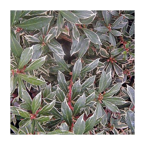 Pieris Japonica Little Heath Zone 7 Plants