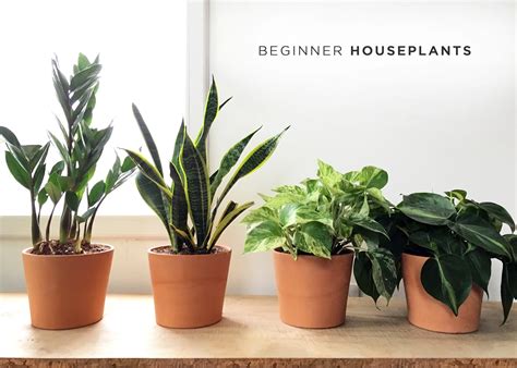 Easy Indoor Flowers