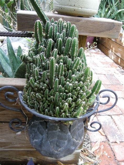 Acanthocereus Tetragonus Fairy Castle Succulent Gardening