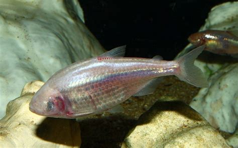 Israelis find how eyeless fish navigates | The Times of Israel