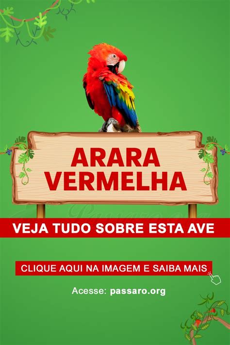 Arara Vermelha Caracter Sticas Habitat Alimenta O Canto E