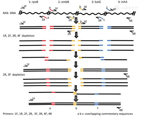 Establishment And Evaluation Of An Overlap Extension Polymerase Chain