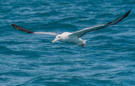 Wandering Albatross Bird Facts | Diomedea exulans | AZ Animals