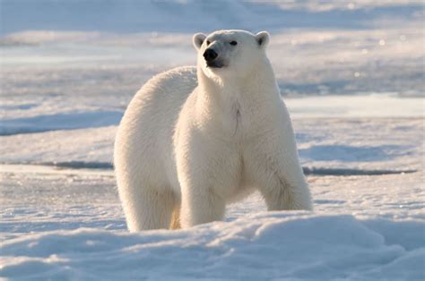 Warum Klima schützen? - WWF Österreich