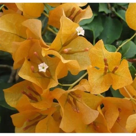 40 Different Types of Bougainvillea - Herbvity