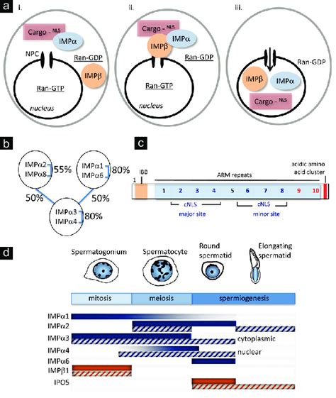 Synthesis Of Importin Proteins That Function In Nucleocytoplasmic