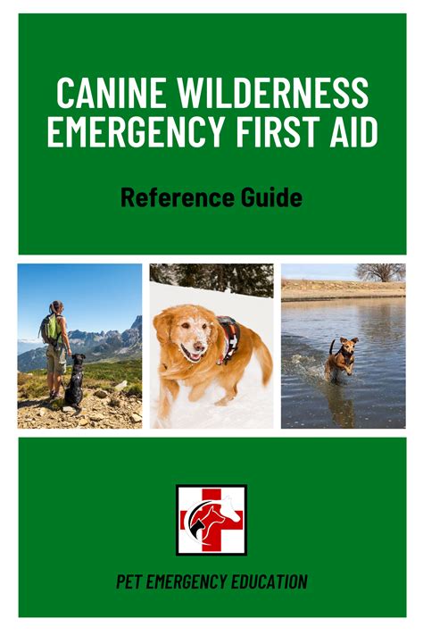 Emergency First Aid For Dogs At Home And Away