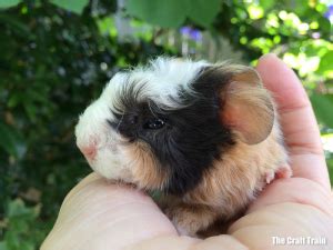 Printable Paper Guinea Pigs Dunamai