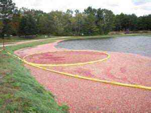 Cranberry Bog | Carlisle, MA