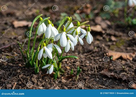 Galanthus Elwesii Elwes S Greater Snowdrop In The Wild Red Book