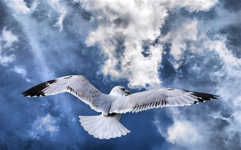 Wallpaper Nature Sky Flight Cloud Bird Seabird Wing Vertebrate