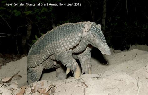 Giant armadillo - Alchetron, The Free Social Encyclopedia