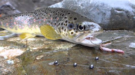 Peche De La Truite Au Toc En Savoie Youtube