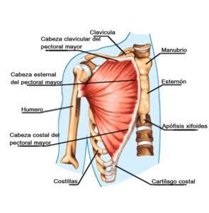 Músculo pectoral mayor origen inserción inervación acción