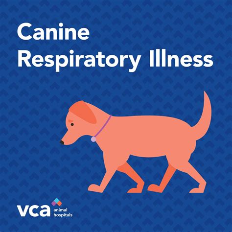 VCA San Mateo Animal Hospital | San Mateo CA
