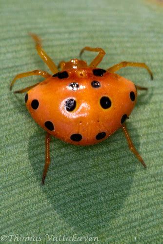 Ladybird, Spider or a Ladybird-spider? | Nature Magnified