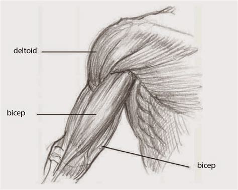 Bicep Drawing At Explore Collection Of Bicep Drawing