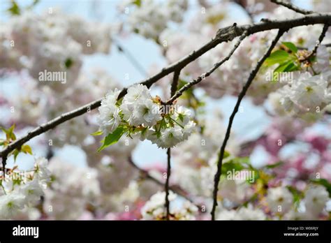 Japanese cherry blossoms Kyushu cherry blossoms Stock Photo - Alamy