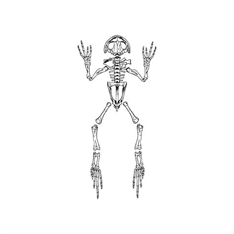 Premium Vector | Anatomy sketch of the Frog skeleton, vector ...