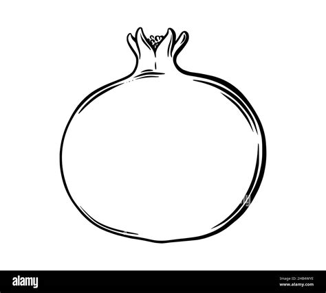 Pomegranate illustration Black and White Stock Photos & Images - Alamy