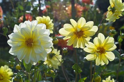 Bouquet De Dahlias Moindre Co T Cultivez Pour Onomiser Blog