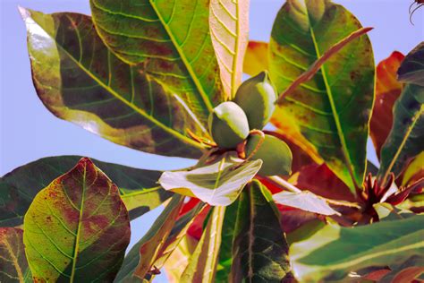 Indian Almond Leaves: How and Why to Use Them in Your Aquarium