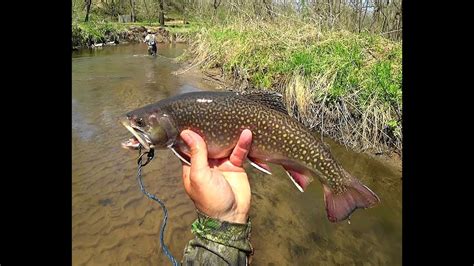 Wisconsin Trout Fishing 532020 Youtube