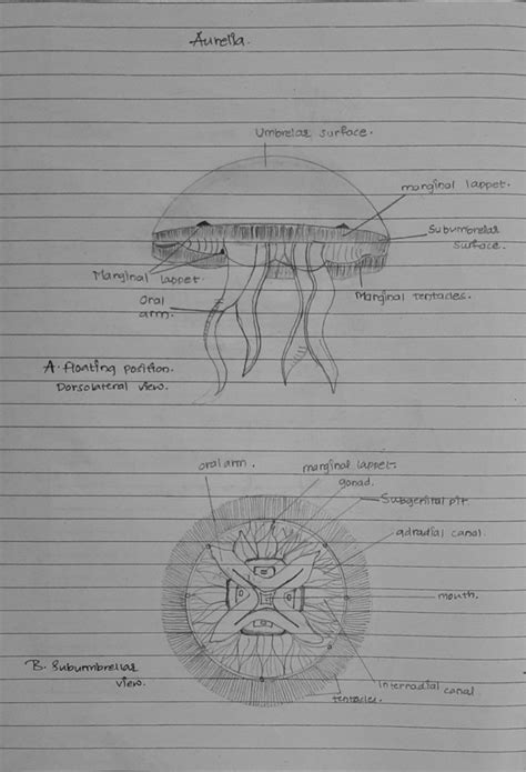 Aurelia diagram (Drawn by me) | Zoology, Ocean creatures, Male sketch