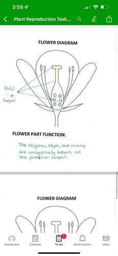 Sexual Reproduction In Plants Flashcards Quizlet