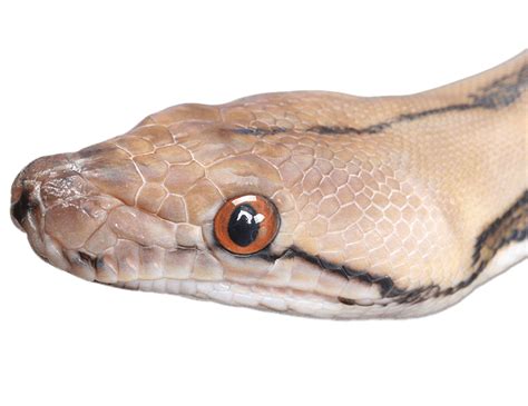 Snake Head Png