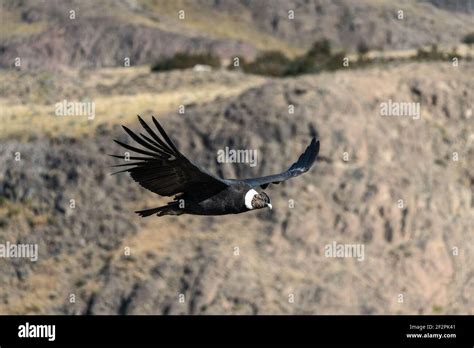 Cóndor andino masculino fotografías e imágenes de alta resolución Alamy