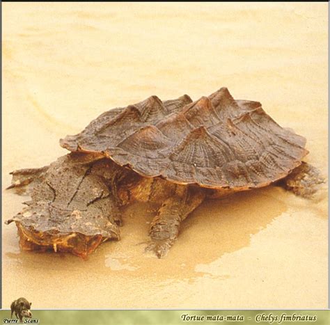 Matamata Turtle Chelus Fimbriatus Image Only