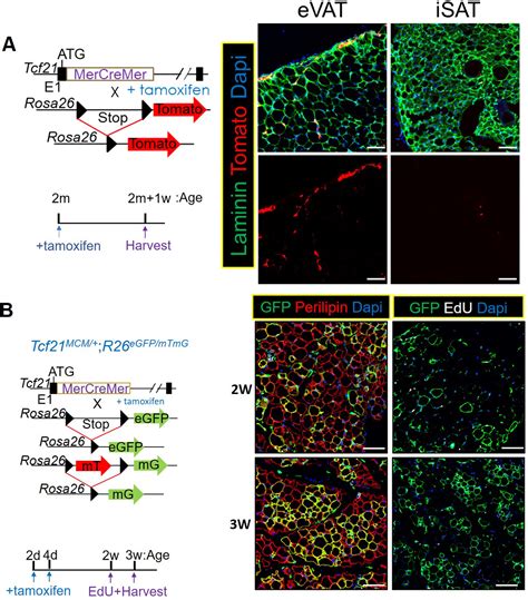 Lineagetracing Reveals Multiple Roles Of Tcf21 Lineage Cells In The