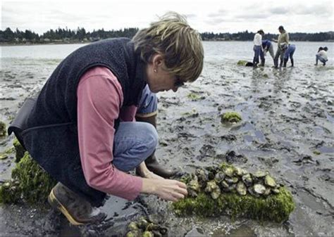 G Ci Ncia E Sa De Not Cias Acidez Do Mar Amea A Moluscos Em