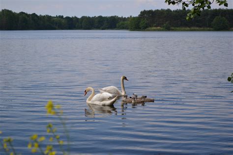 Bakgrundsbilder natur vit sjö söt flod damm vilda djur och