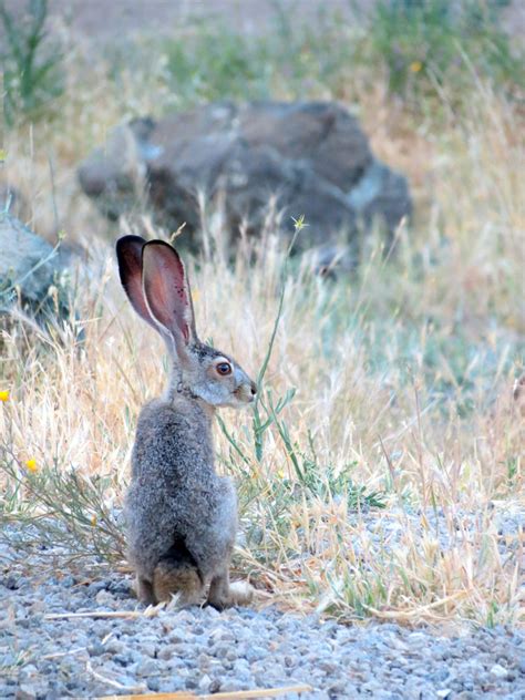 Springtime at Wilbur - Wilbur Hot Springs