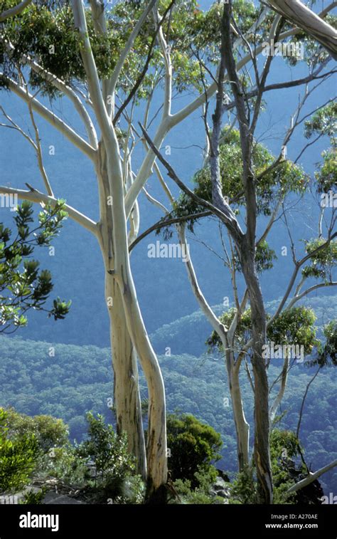 Eucalyptus tree Australia Stock Photo - Alamy