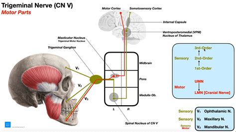 Cranial Nerve V Trigeminal Nerve Part Origin Structure