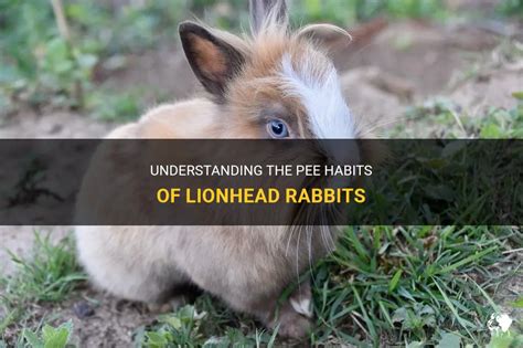 Understanding The Pee Habits Of Lionhead Rabbits PetShun