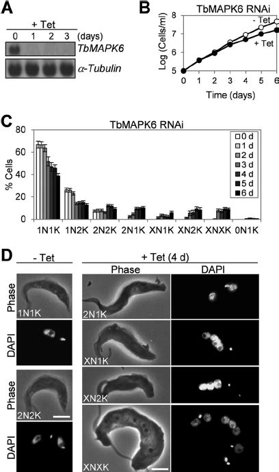 RNAi Of TbMAPK6 In The Procyclic Form Of T Brucei A Northern